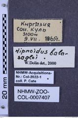 Etiketten zu Hypnoidus balassogloi (NHMW-ZOO-COL-0007407)